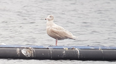 Grote Burgemeester - Larus hyperboreus - Nesselande - Rotterdam