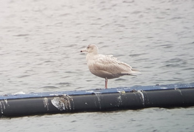 Grote Burgemeester - Larus hyperboreus - Nesselande - Rotterdam