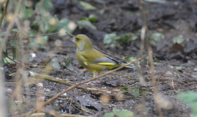 Groenling - Carduelis chloris - Capelle aan den IJssel