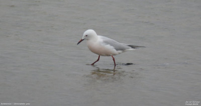 Dunbekmeeuw - Chroicocephalus genei - Salin de Giraud - Frankrijk