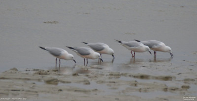 Dunbekmeeuw - Chroicocephalus genei - Salin de Giraud - Frankrijk