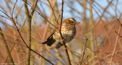 Koperwiek - Turdus iliacus - Capelle aan den IJssel