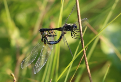 154219292_2 Zwarte heidelibel tandem.jpg