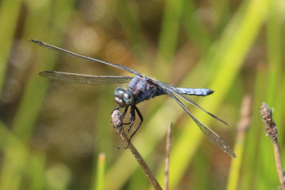 IMG_4006-2 Beekoeverlibel (Orthetrum coerulescens).jpg