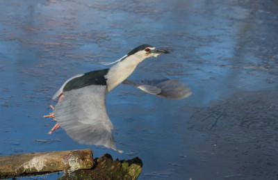 20180207-IMGL3180a Echte Vogelvrienden Vogelvrienden Footo fotografen.jpg