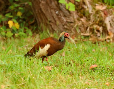 Madagascar Crested Ibis (Andasibe1 09-11-23)-topaz-denoise-sharpen.jpeg