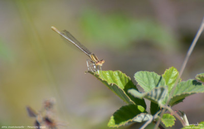 Witte breedscheenjuffer - Platycnemis latipes - Llimiana - Spanje