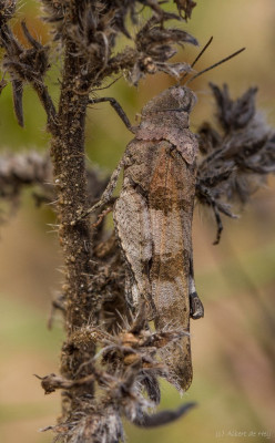 IMGL4193 Blauwvleugelsprinkhaan, Vlinders en overige insecten.jpg