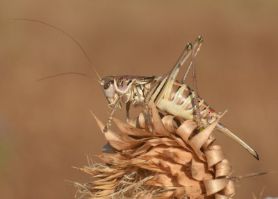 SIC_8816_crop.jpg