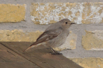 Zwarte roodstaart ♀