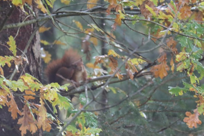 IMG_5290-2 Eekhoorn (Sciurus vulgaris).JPG