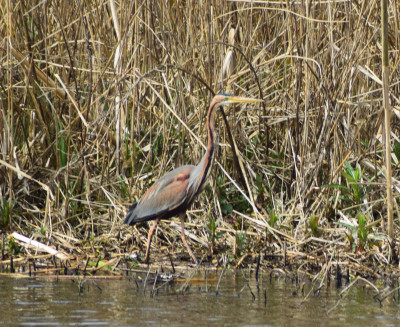 purperreiger 044.JPG