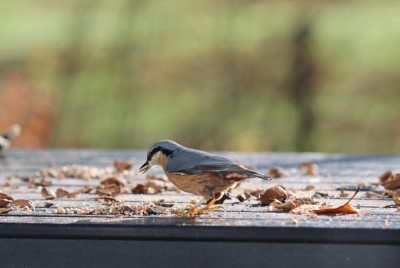 IMG_6582-2 Boomklever (Sitta europaea).JPG