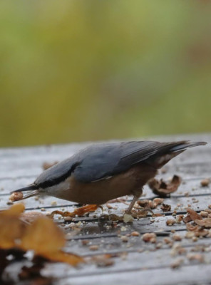 IMG_6036-2 Boomklever (Sitta europaea).JPG