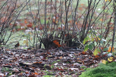 IMG_6122-2 Roodborst (Erithacus rubecula) en Vink (Fringilla coelebs).JPG