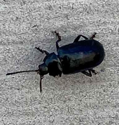 IMG_2138.jpeg