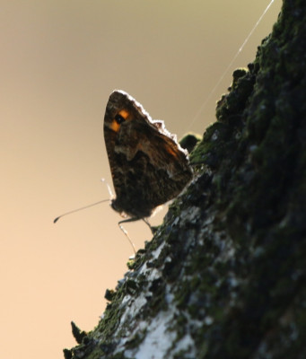138270808_1 Heivlinder.jpg