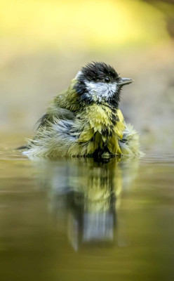 Koolmees in laat zonlicht, m'n eerste badderen de vogel van heel dichtbij.