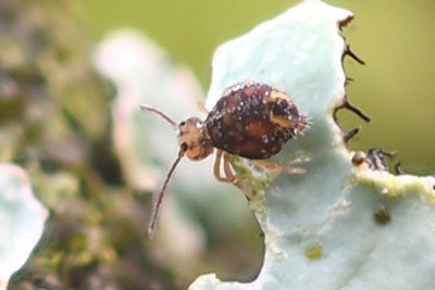 Dicyrtomina ornata