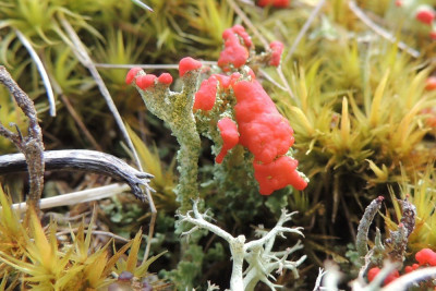 Rood bekermos