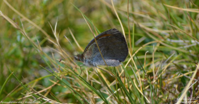 Pyreneeënglanserebia - Erebia rondoui Bagnères -de-Bigorre - Frankrijk