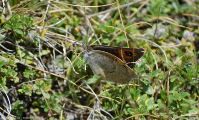 Pyreneeënglanserebia - Erebia rondoui Bagnères -de-Bigorre - Frankrijk