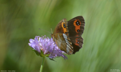 Zomererebia - Erebia aethiops - Wallis - Zwitserland