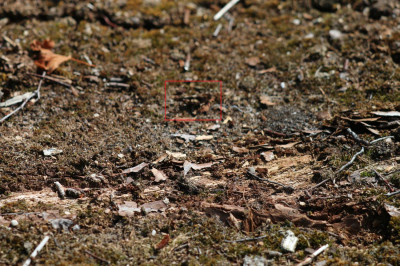 IMG_1488-2 Zoekplaatje 2b Blauwvleugelsprinkhaan (Oedipoda caerulescens).jpg