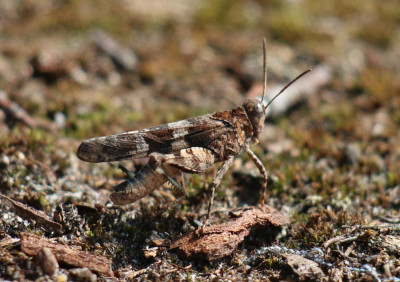 IMG_1492-2 Blauwvleugelsprinkhaan (Oedipoda caerulescens).jpg