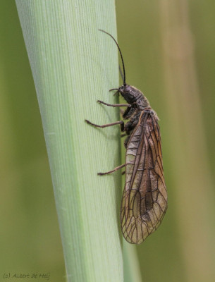 IMGL7709 Insecten  Diptera.jpg