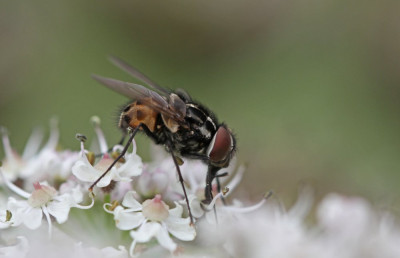 20160801_56a Diptera.jpg