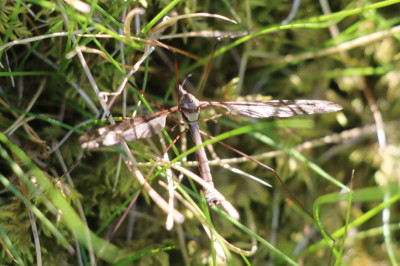 IMG_2126 Reuzenlangpootmug (Tipula maxima).JPG