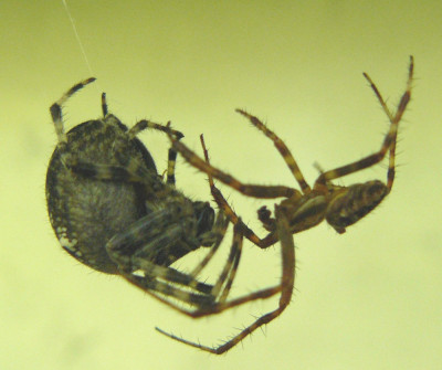 Kruisspinnen (Araneus diadematus)02.jpeg