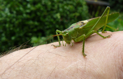 Grote Groene Sabelsprinkhaan (Tettigonia viridissima)04.jpeg