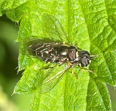 IMG_2440.jpeg