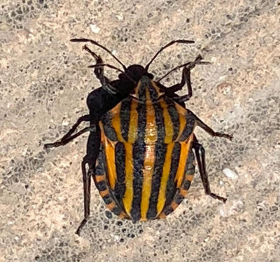 Pyjamaschildwants - Graphosoma lineatum siciliensis