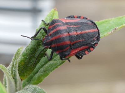 Pyjamaschildwants - Graphosoma italicum