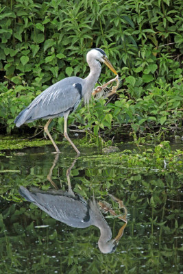 20120601_77 Footo, Vogelaars natuur & vogelfotografie, Flora & Fauna, vogelvrienden.jpg