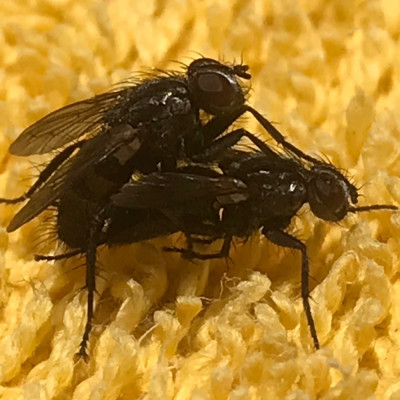 01-56' (Gewone pissebedvlieg - Rhinophora lepida).jpeg