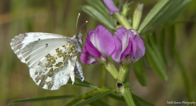 Oranje tipje♀ (Orange-Tip)  Landgraaf 29 mei  '21