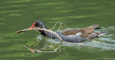 Waterhoen   Overste Hof Landgraaf  28 mei '21