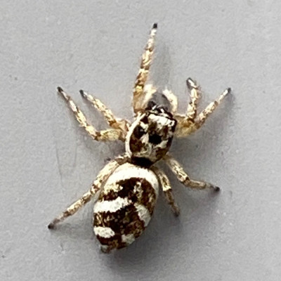 17 Huiszebraspin (Salticus scenicus).jpeg