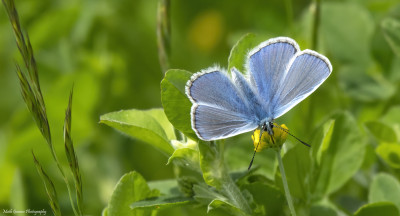 Icarus Blauwtje   Landgraaf Overste Hof  28 mei '21