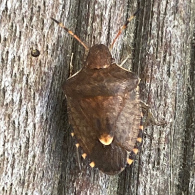 02-08' (Zuidelijke schildwants - Peribalus strictus).jpeg