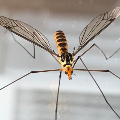 39 Ruittijger (Nephrotoma flavipalpis).jpeg