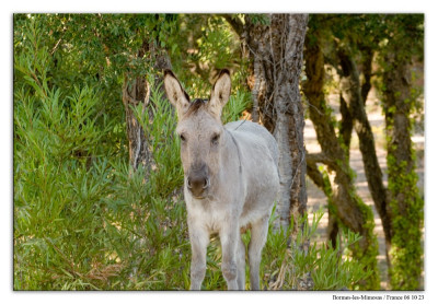 Bormes-les-Mimosas 221006-03 kopie.jpg