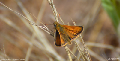 Geelsprietdikkopje - Thymelicus sylvestris - Fond de Noye - België