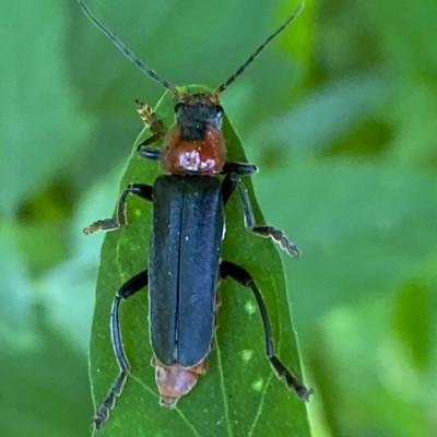 03-43' (Zwartpootsoldaatje - Cantharis fusca).jpeg