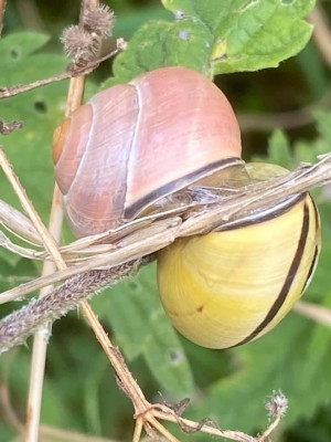 22 Zwartgerande tuinslak.jpeg