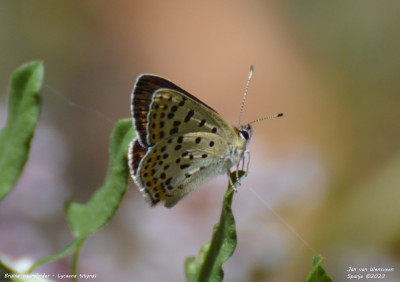 Bruine vuurvlinder - Lycaena tityrus - Llavorsi - Spanje